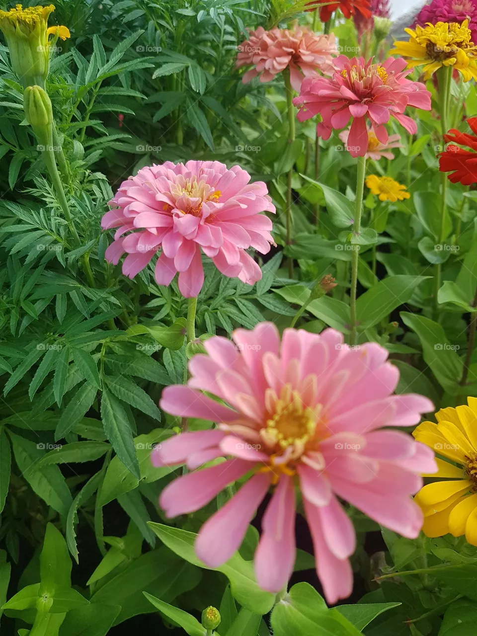 Zinnia inthe garden