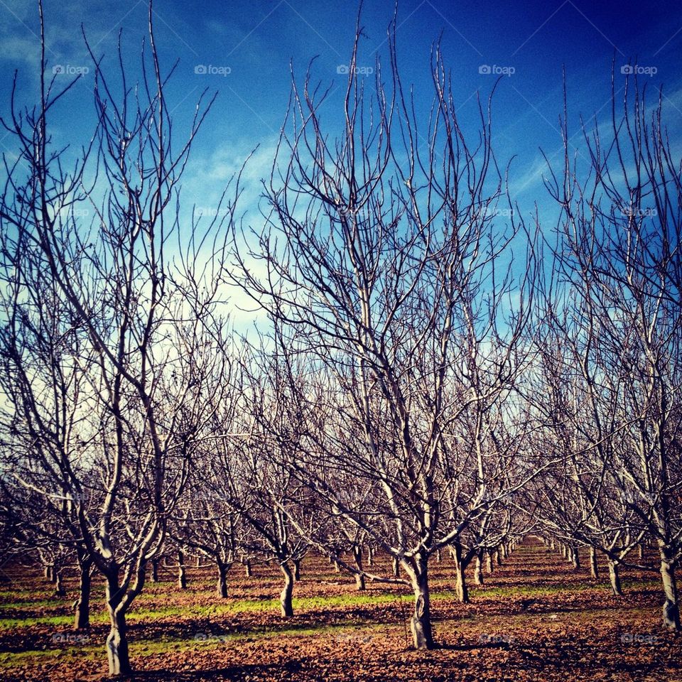 Orchard2