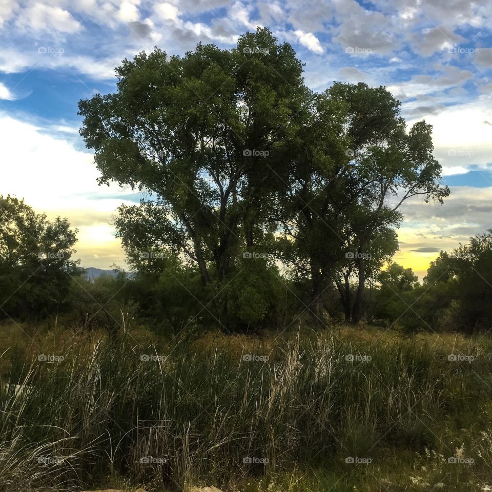 Nature Landscape - Tree