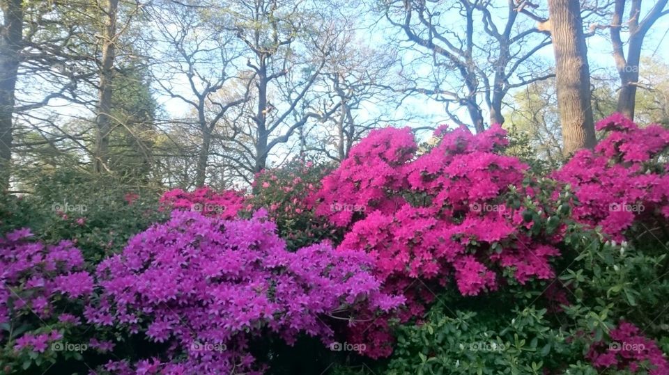 Azaleas in bloom at the Izabella Plantation in Richmond Park