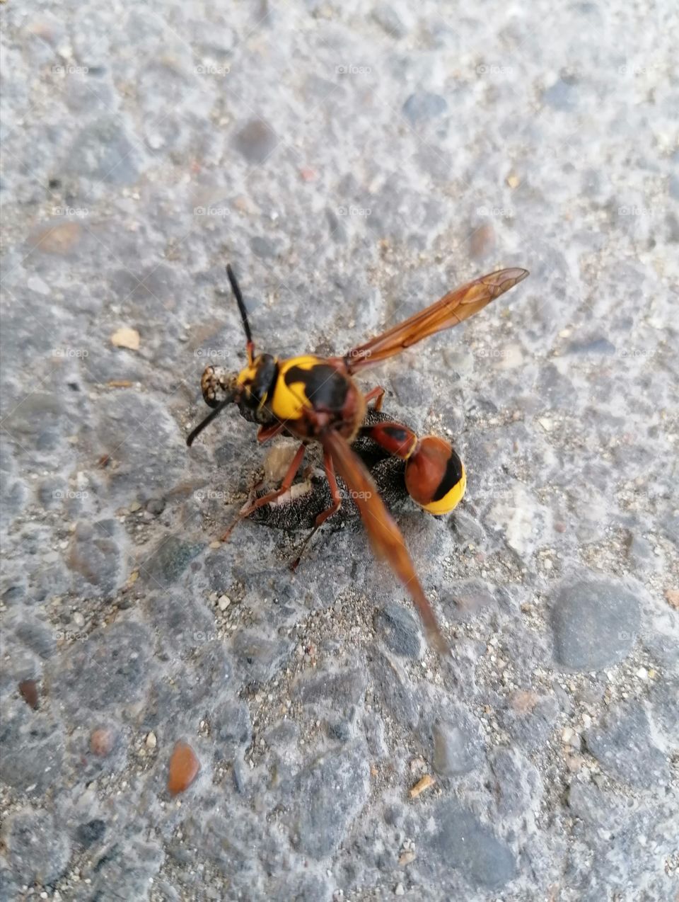 Now a wasp will forage approximately four times per day, venturing a distance of maybe two miles from the nest.