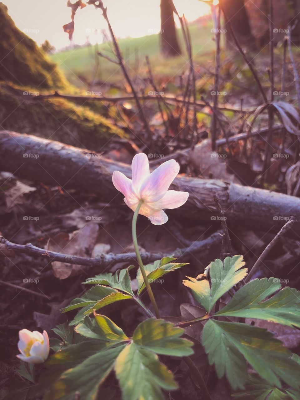 Wood anemone on Sunset 