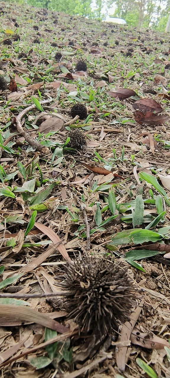 Beinan Township Chulu Ranch Water Dance Square