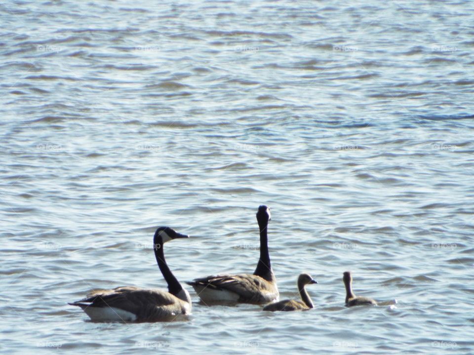 Baby geese swimming on the Mississippi River in Iowa  with their parents 