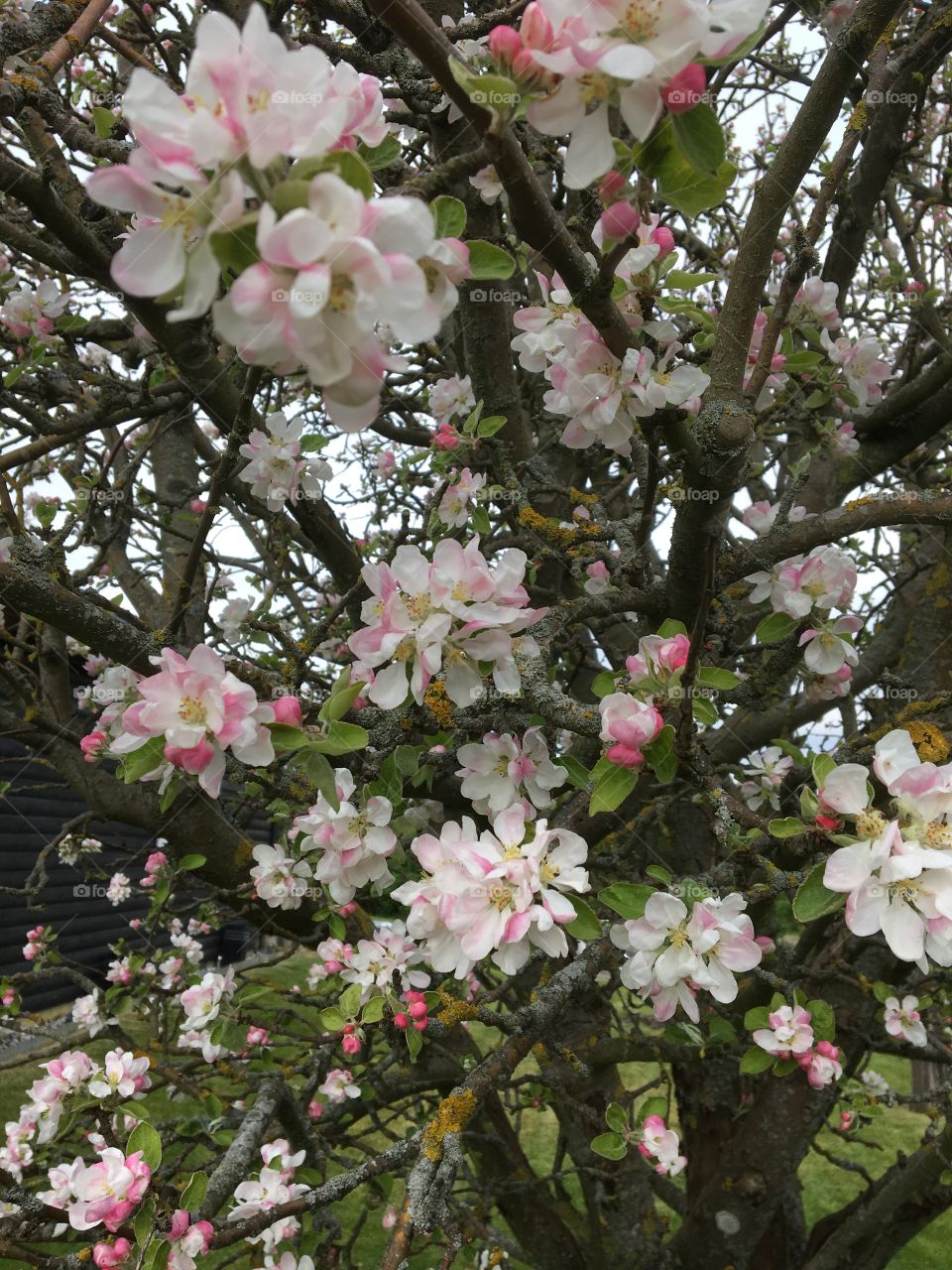 Appleblossom