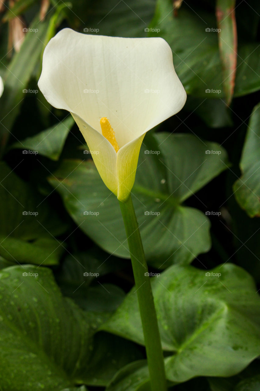 The beautiful Arum Lilly aka the calla Lilly
