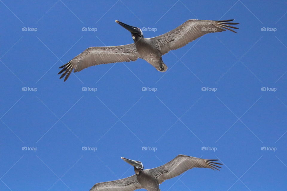 Pelicans and blue sky. What more do I need?