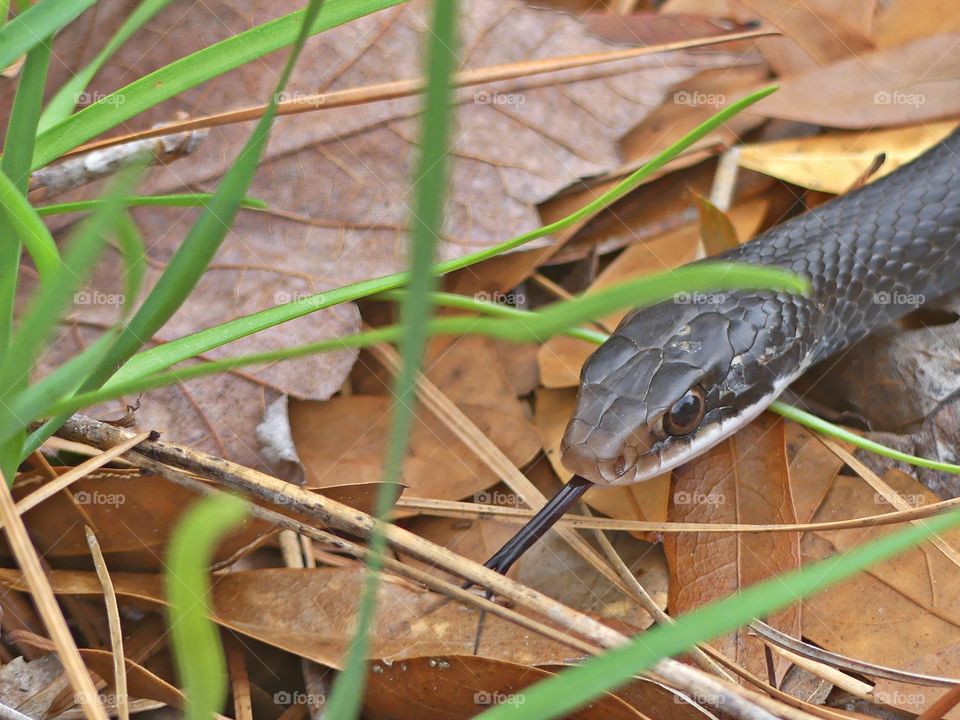 
Animals in The Wild - Snake A wild animal is an animal that is, wild. They are not tamed and they live on their own without any help from people. A wild animal finds its own food, shelter, water and all its other needs in a specific natural habitat.