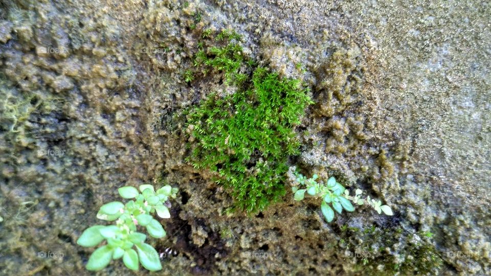 Moss in concrete