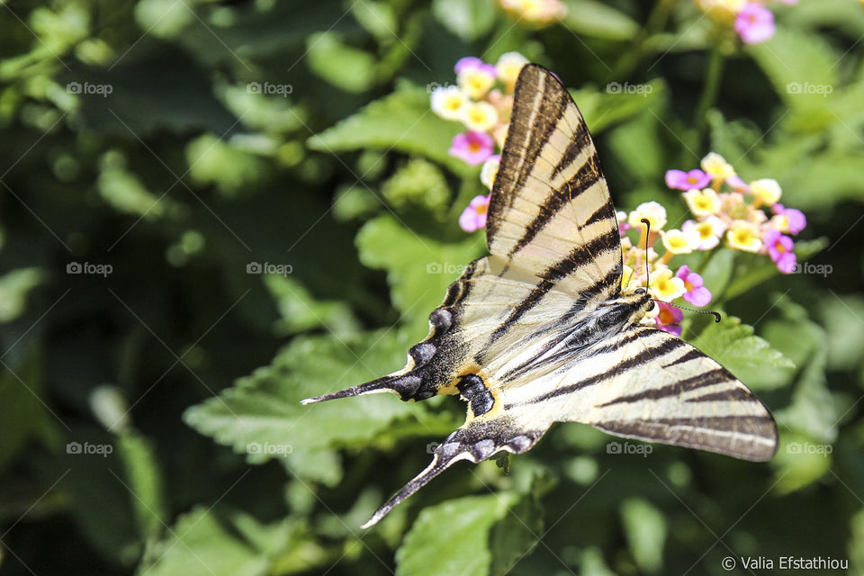 podarilius butterfly