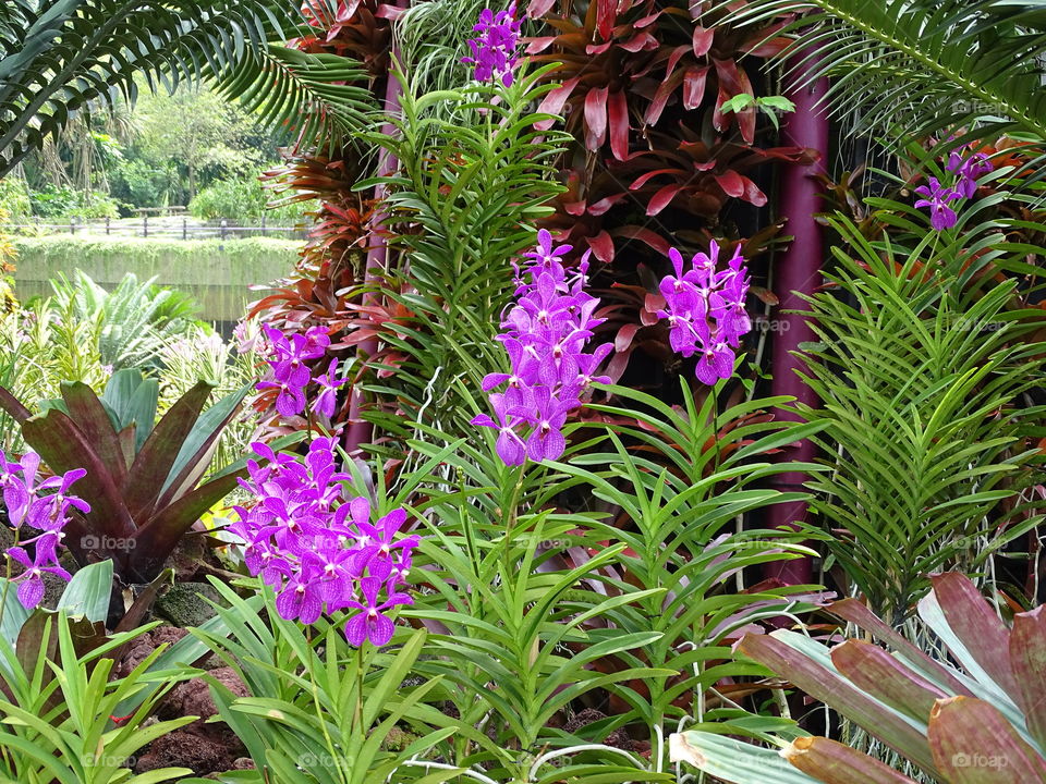 Orchid in Garden by the bay