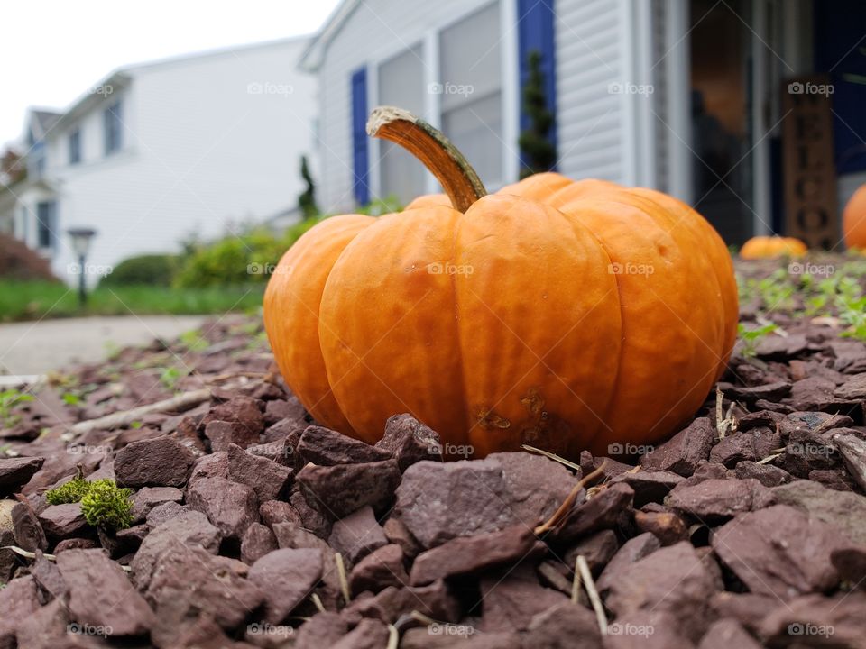 Pumpkin in autumn!