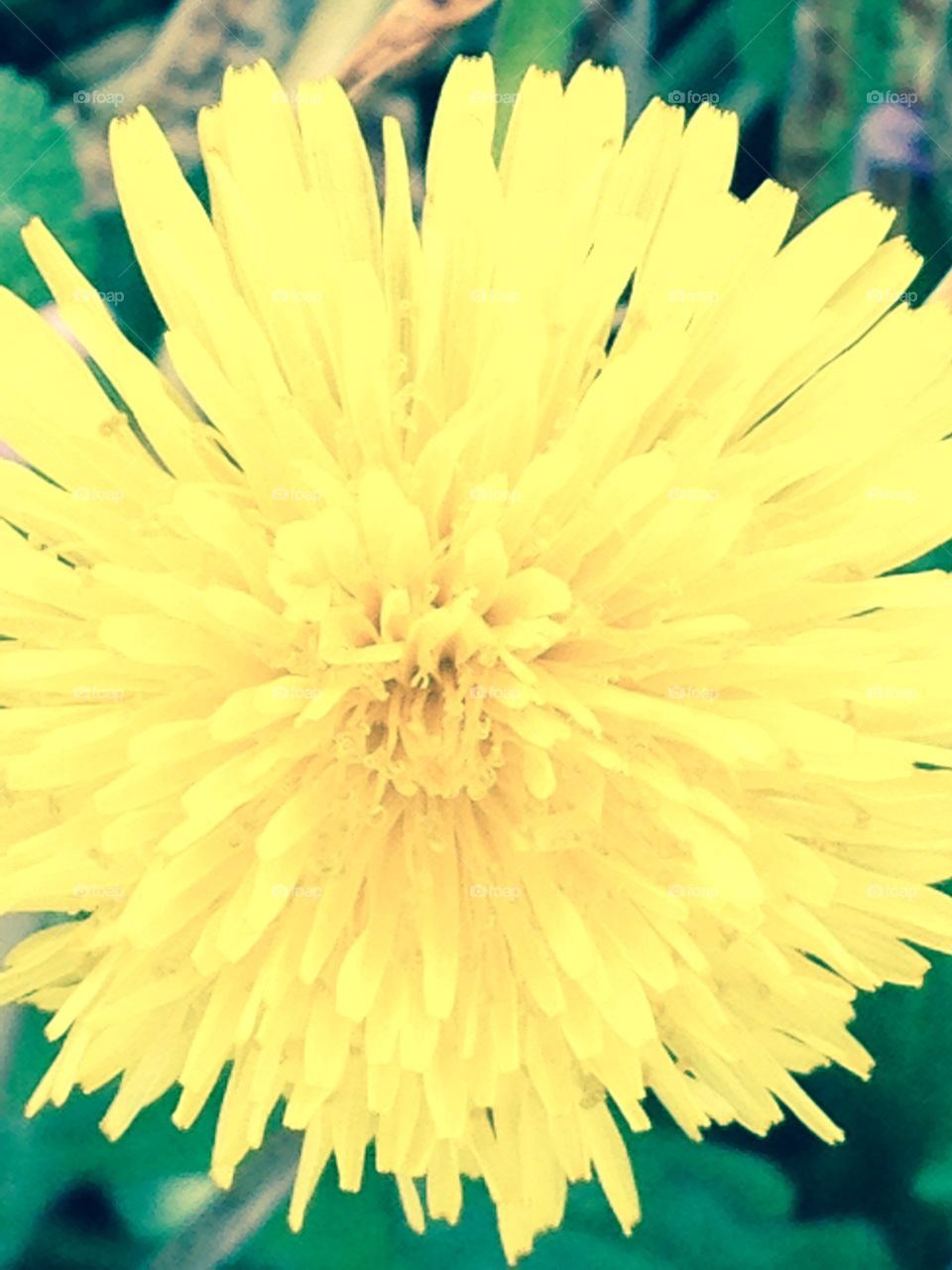Yellow dandelion 