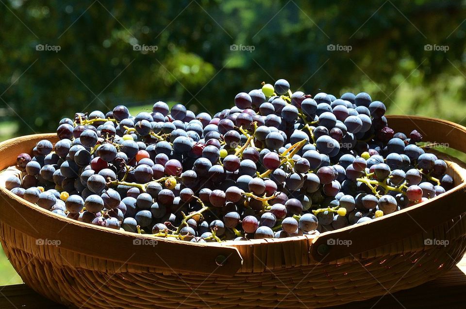 grapes for making jelly