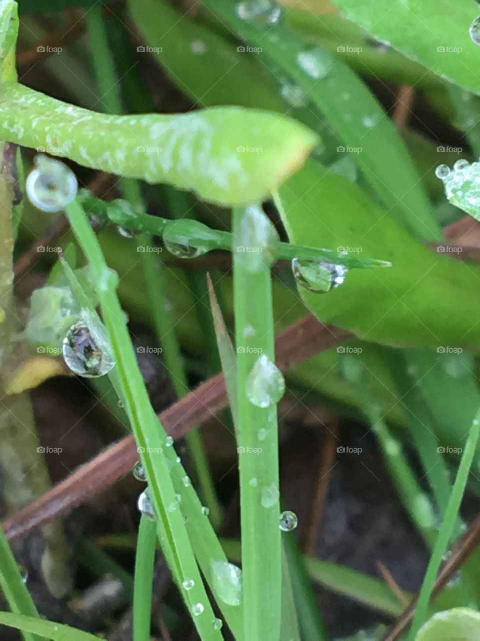 Drops