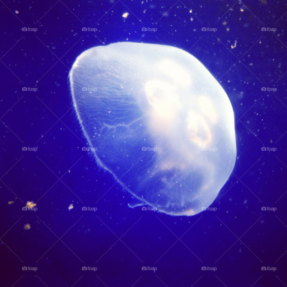 monaco ocean nature jellyfish by malcherkova