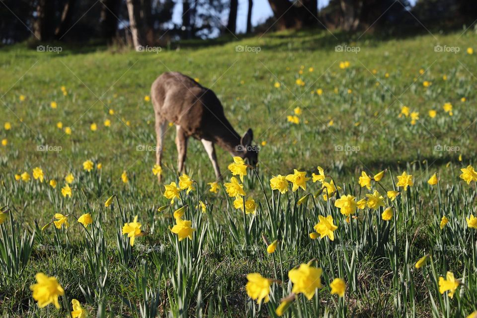 Young fawn on a daffodils field 