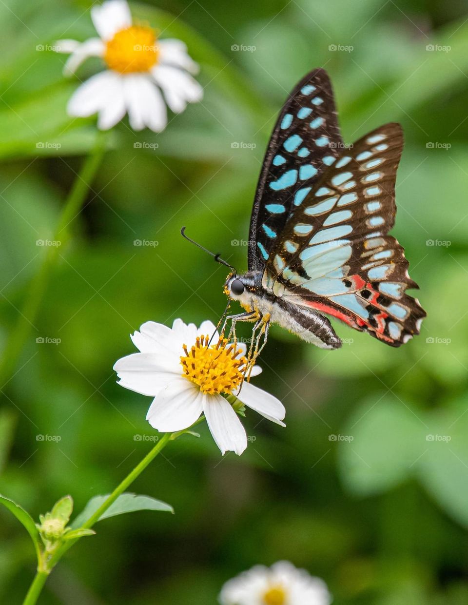 Beautiful and cute butterfly