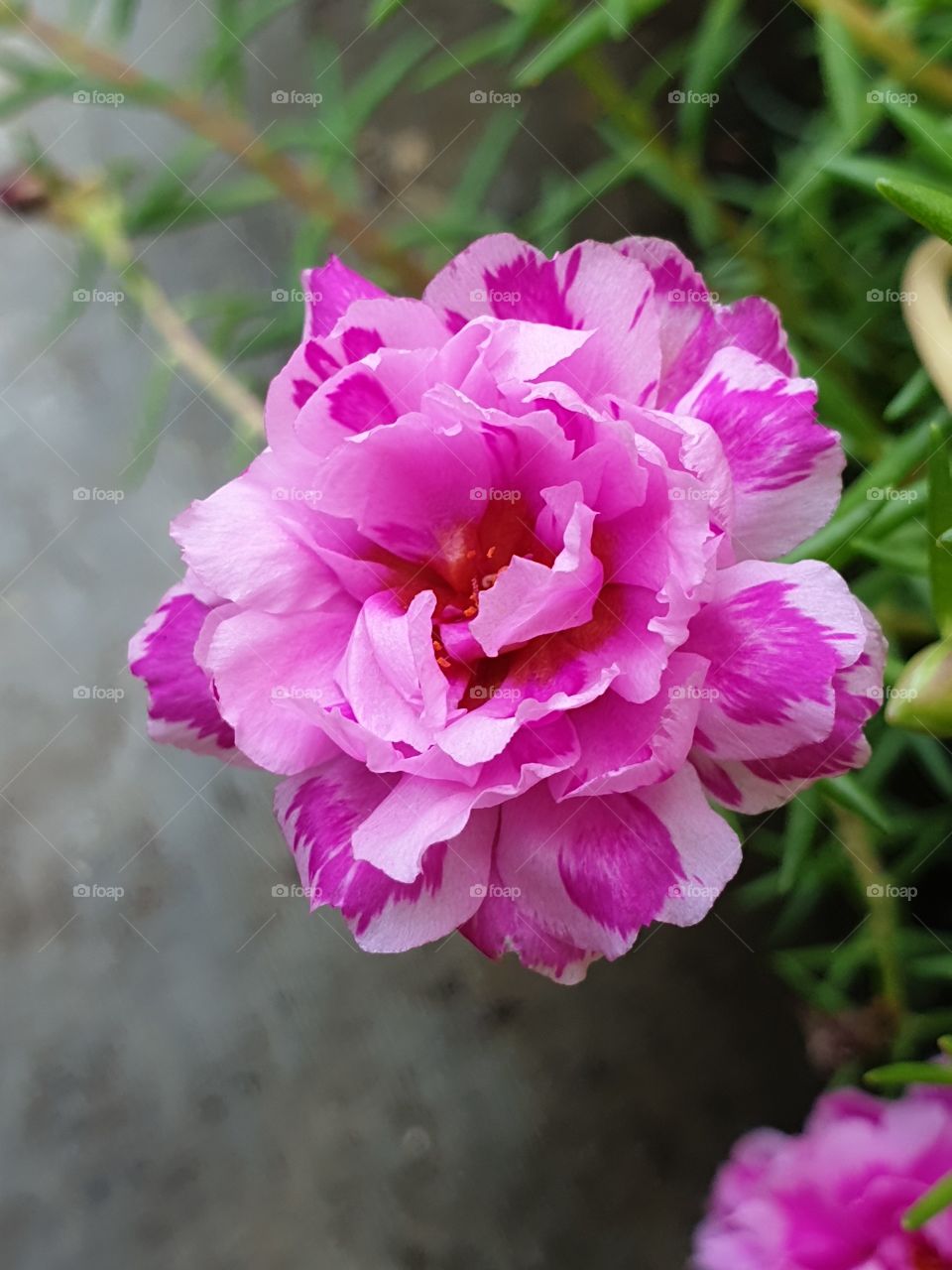  Portulaca Grandiflora or Moss-rose