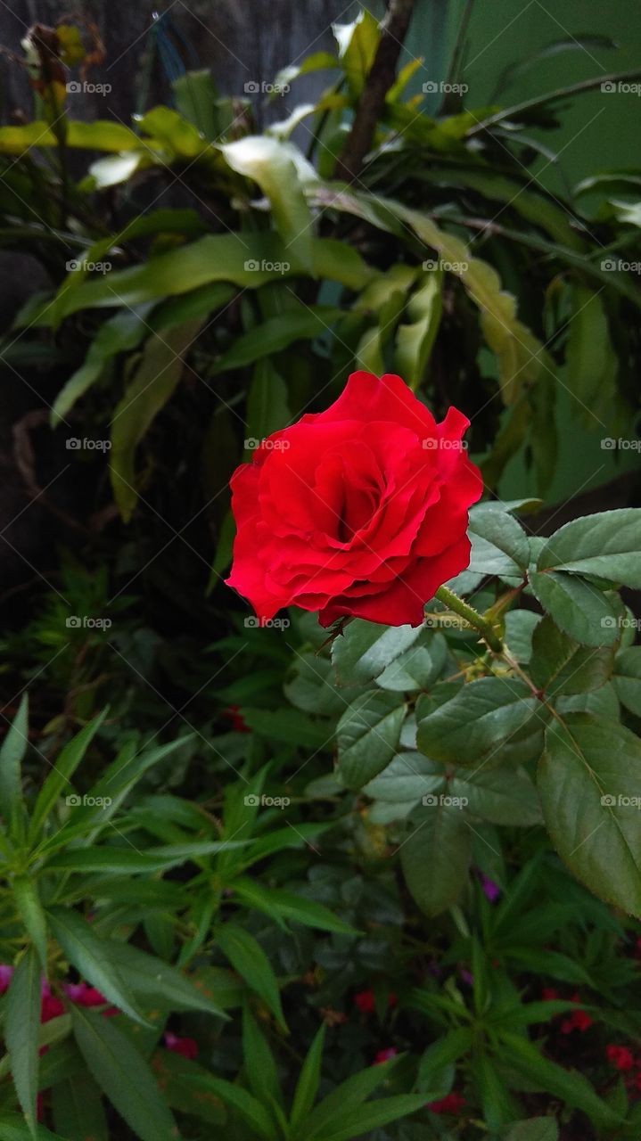 red rose. foto di sore hari edisi 2