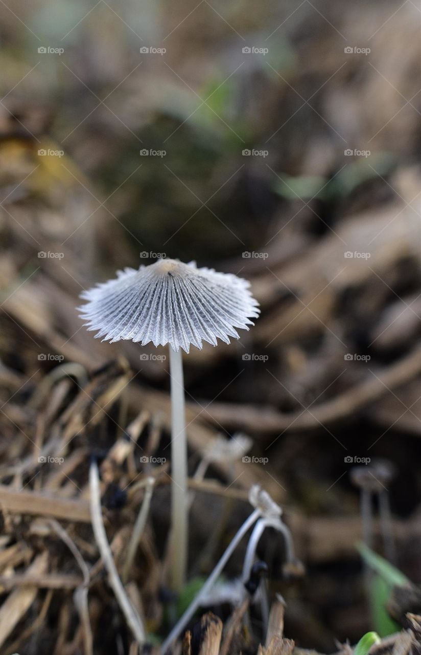 Mushroom 