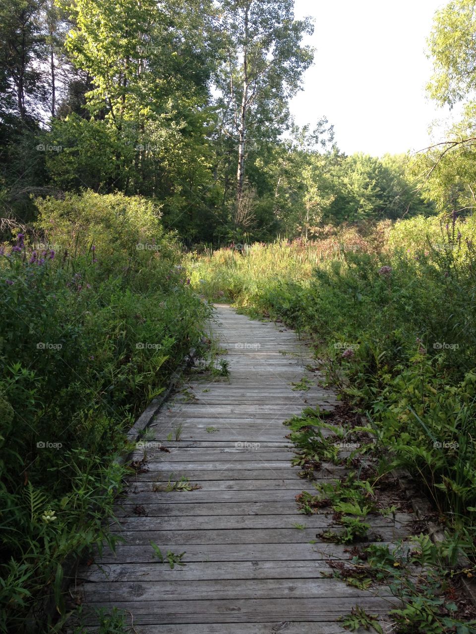 Wooden plank pathway.