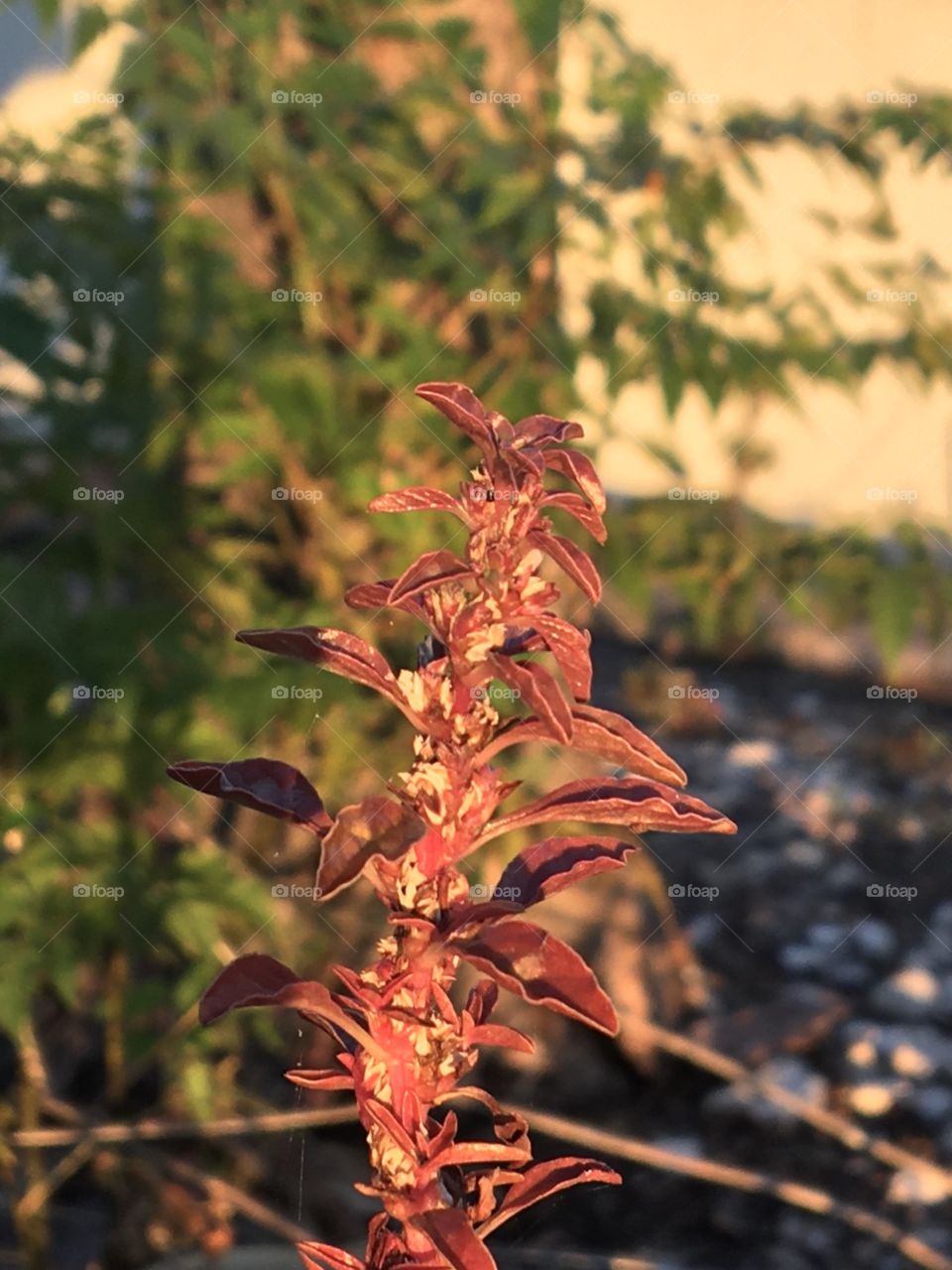Evening sun on south plant