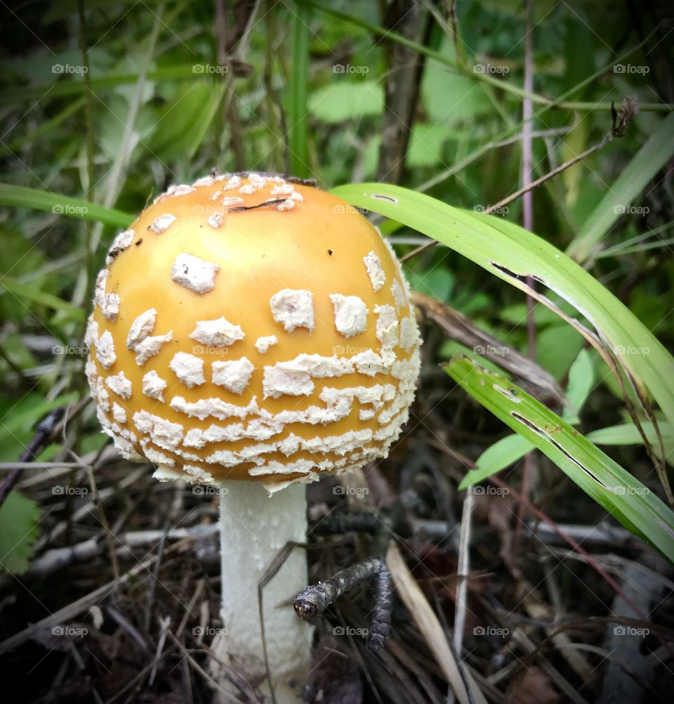 Yellow and white mushroom