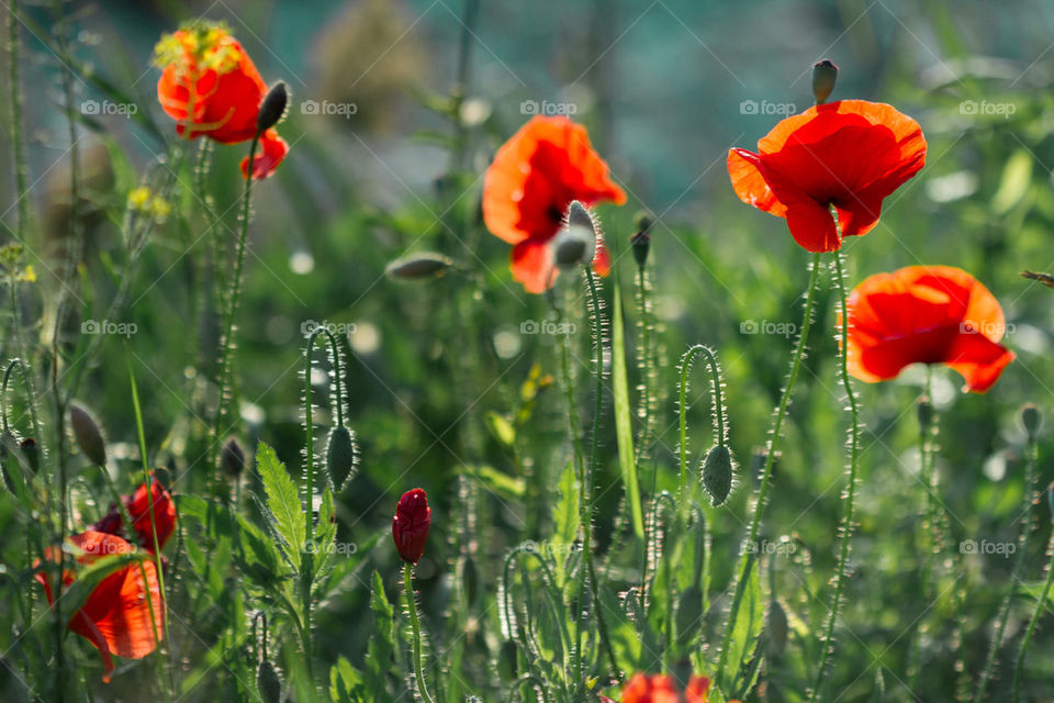 Poppies in the field