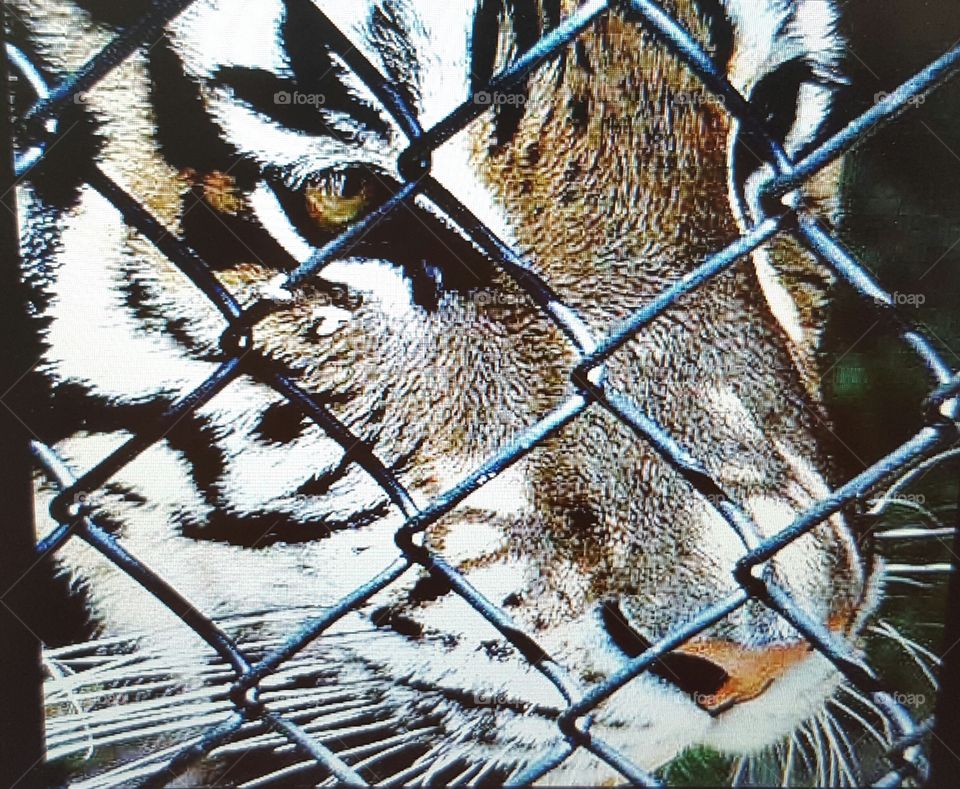 Tiger Caged