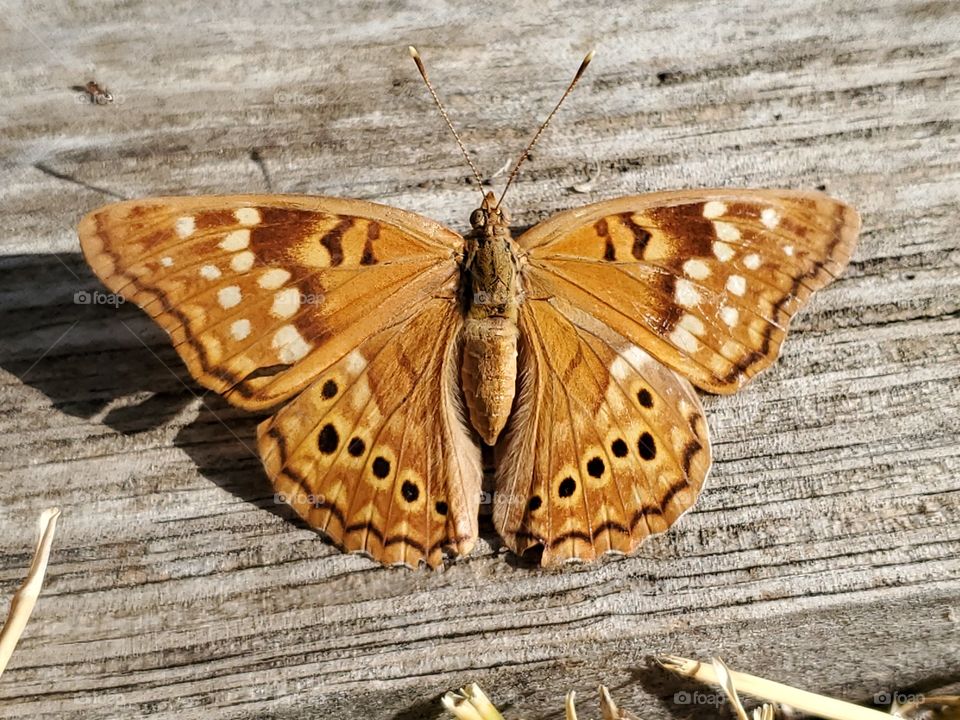 Tawny Emperor butterfly 
Asterocampa clyton  standing on weathered wood with his wings fully open.