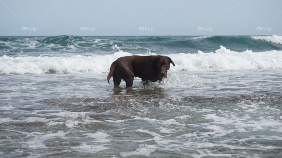 Canine#dog#labrador#animal#sea#waves#water