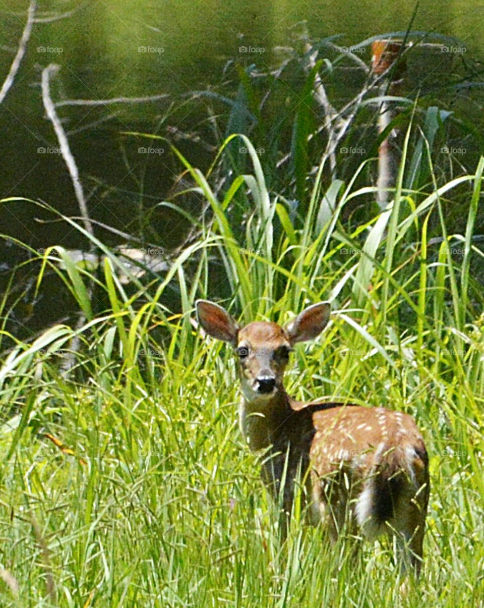 Deer, Grass, Wildlife, Mammal, Virginia Deer