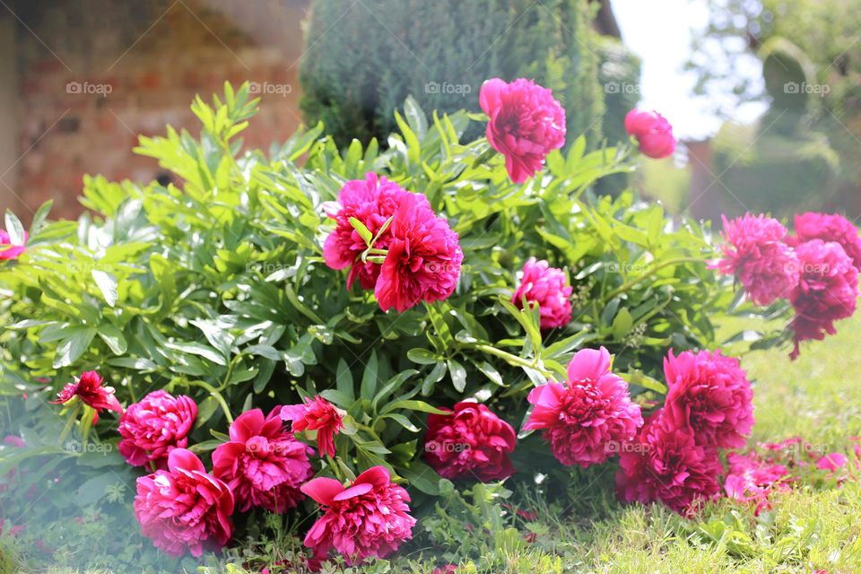 Blooming bush of magenta peonies