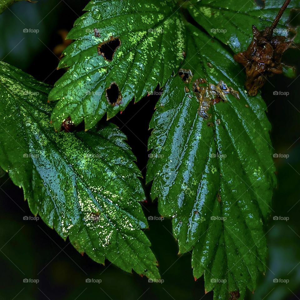 Golden Rain on Leaves