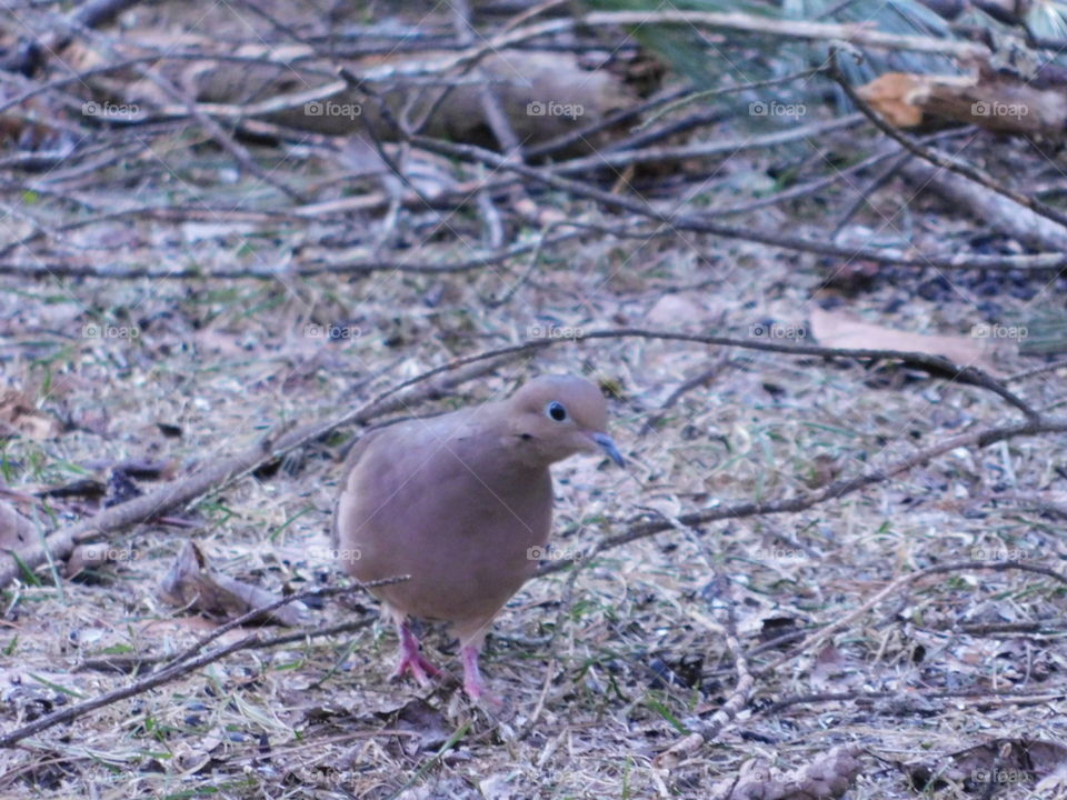 mourning Dove