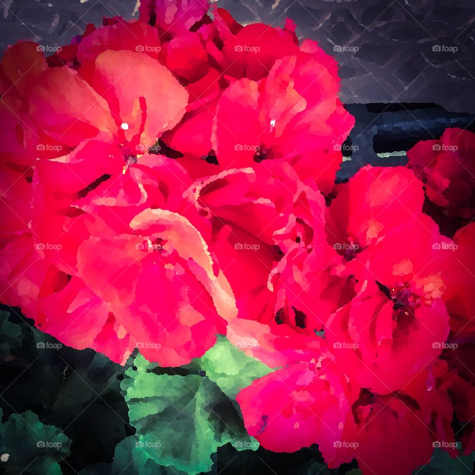 Red geraniums using camera filter