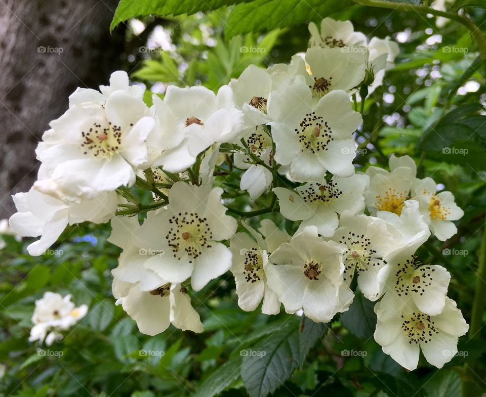 Multiflora rose