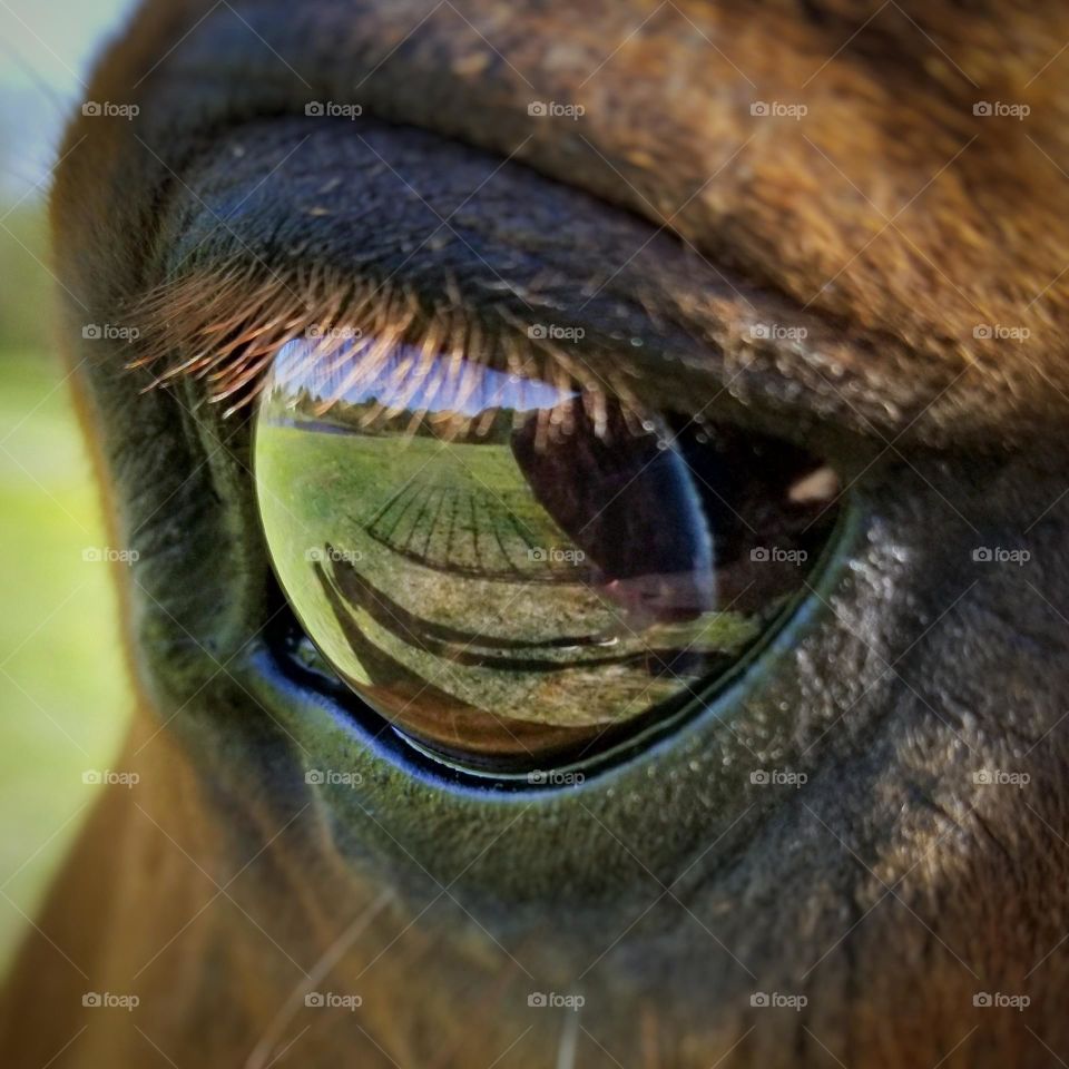 Horse Eye with Reflection of Our Shadows and a fence with the Green Grass of Spring