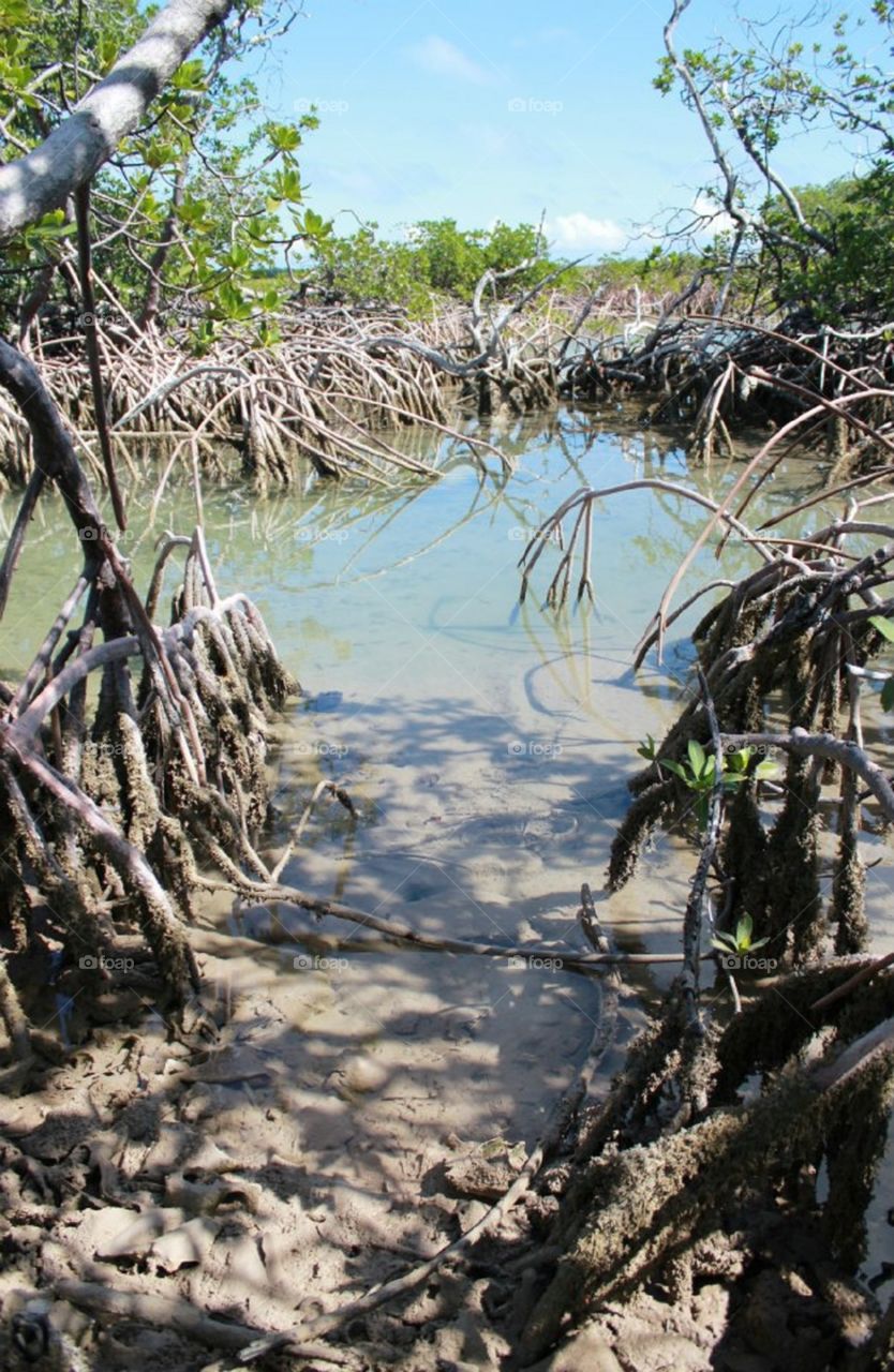 Thick  mangrove