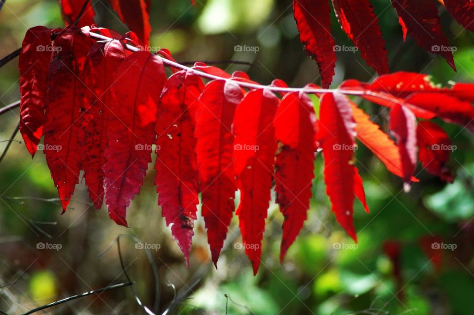 sunny sumac