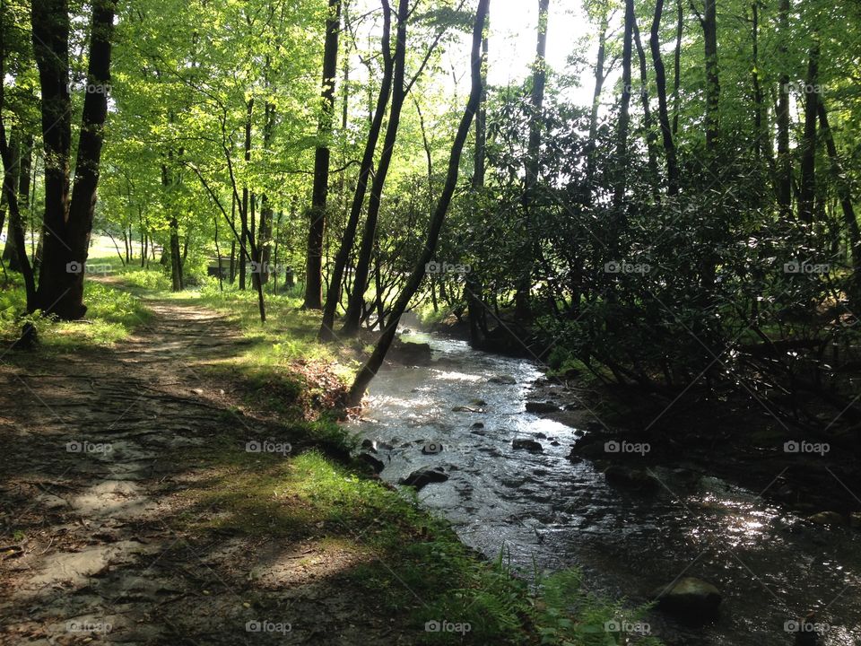 Path along the creek. Stone Mountain State Park, Roaring Gap, NC