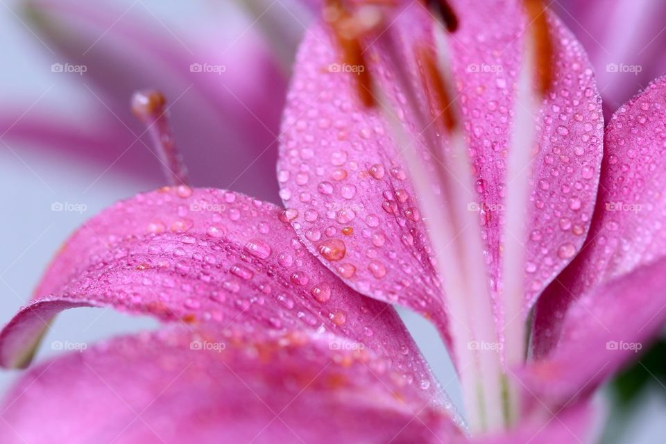 Close-up of a flower with raindrops.