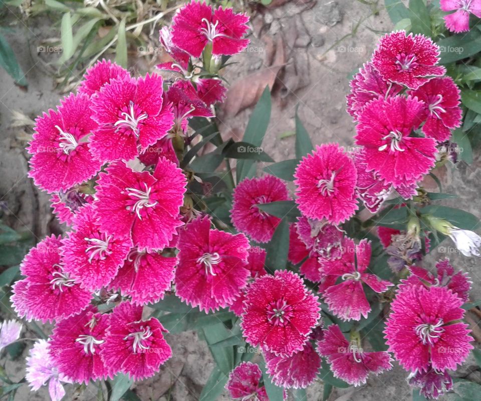 Deep pink colour flower in a garden