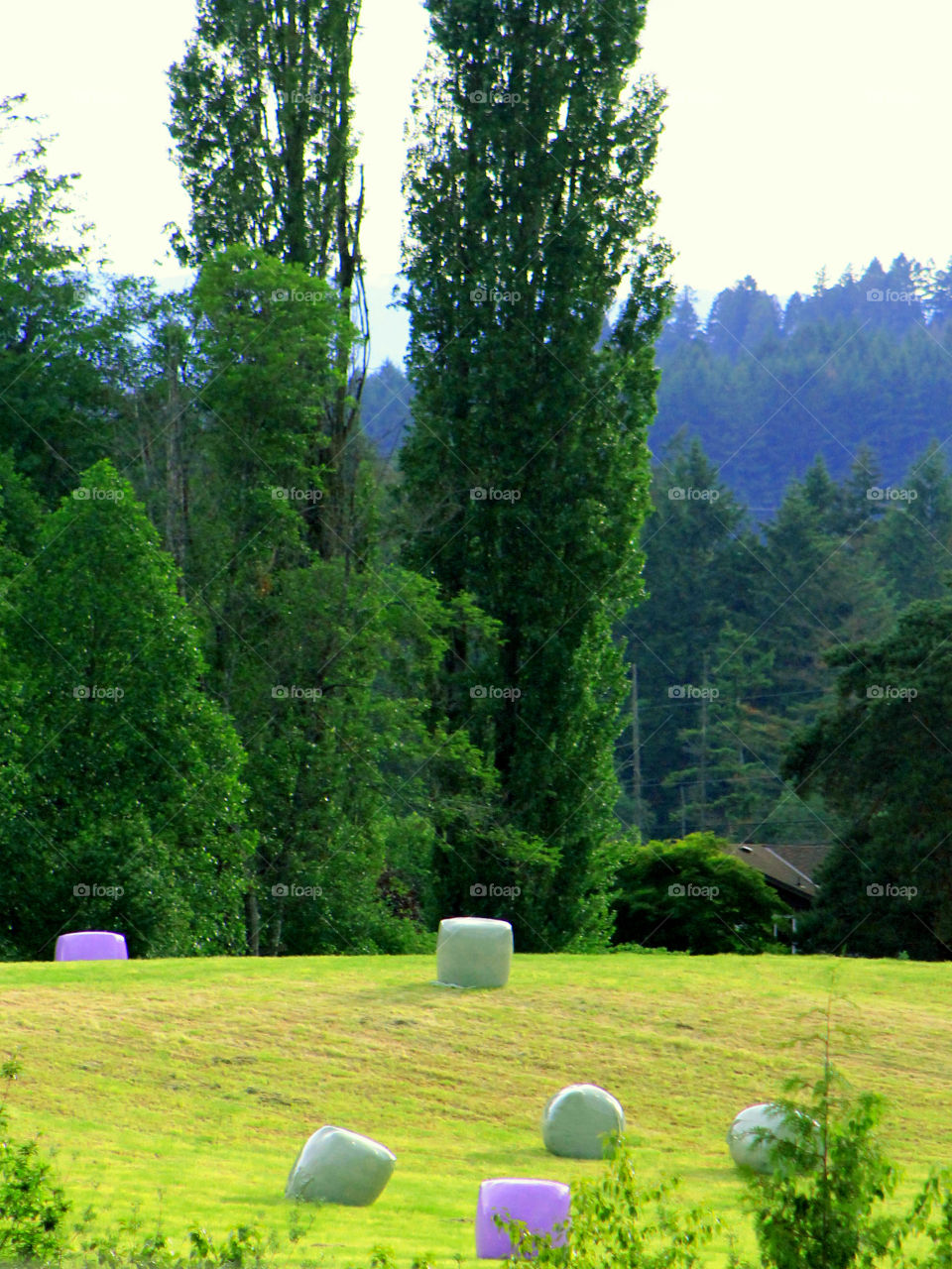 Bales of silage wrapped in purple plastic look like giant marshmallows. Purple bale wrappers are often used to support charities for sick children. Recycling is also being developed to produce other products wth the used film.