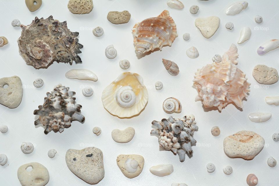 Desktop, Seashell, Decoration, Collection, Food