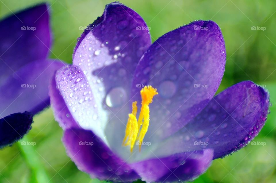 Crocus in the garden