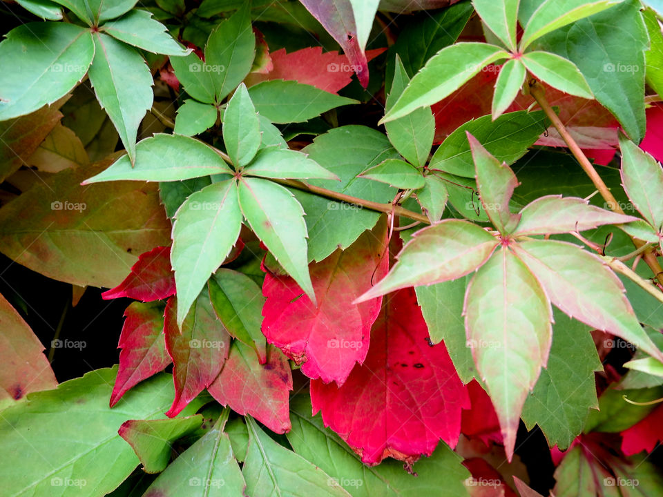 Red and green leaves. 