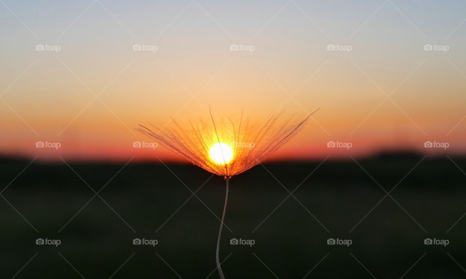 Dandelion at sunset time