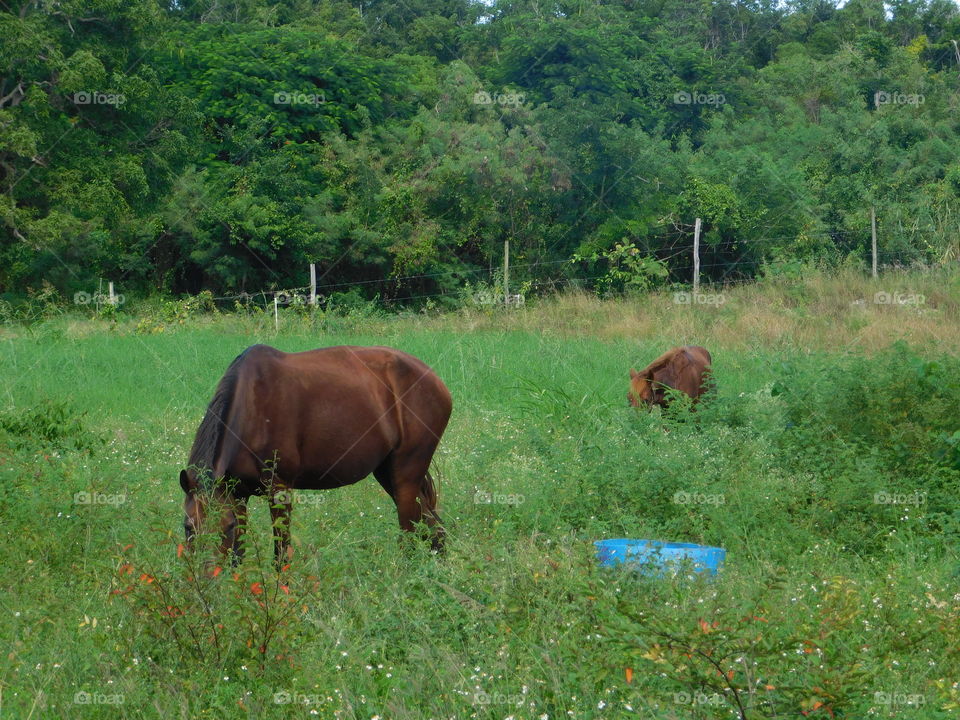 Horses eating on the prairie